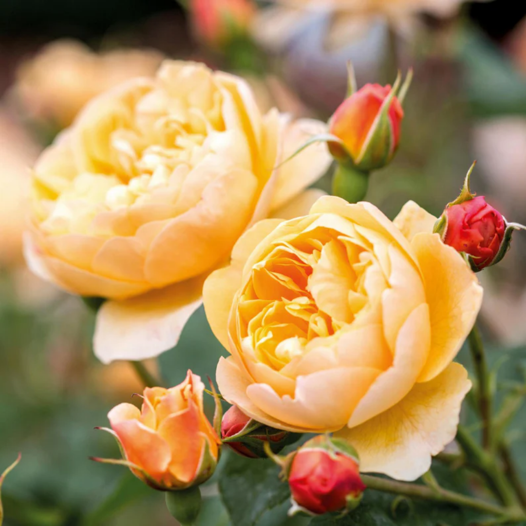 Rose - Golden Ball - Hybrid Flower Plant