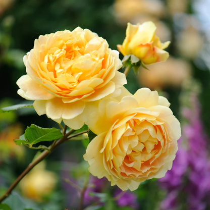 Rose - Golden Celebration - Hybrid Flower Plant