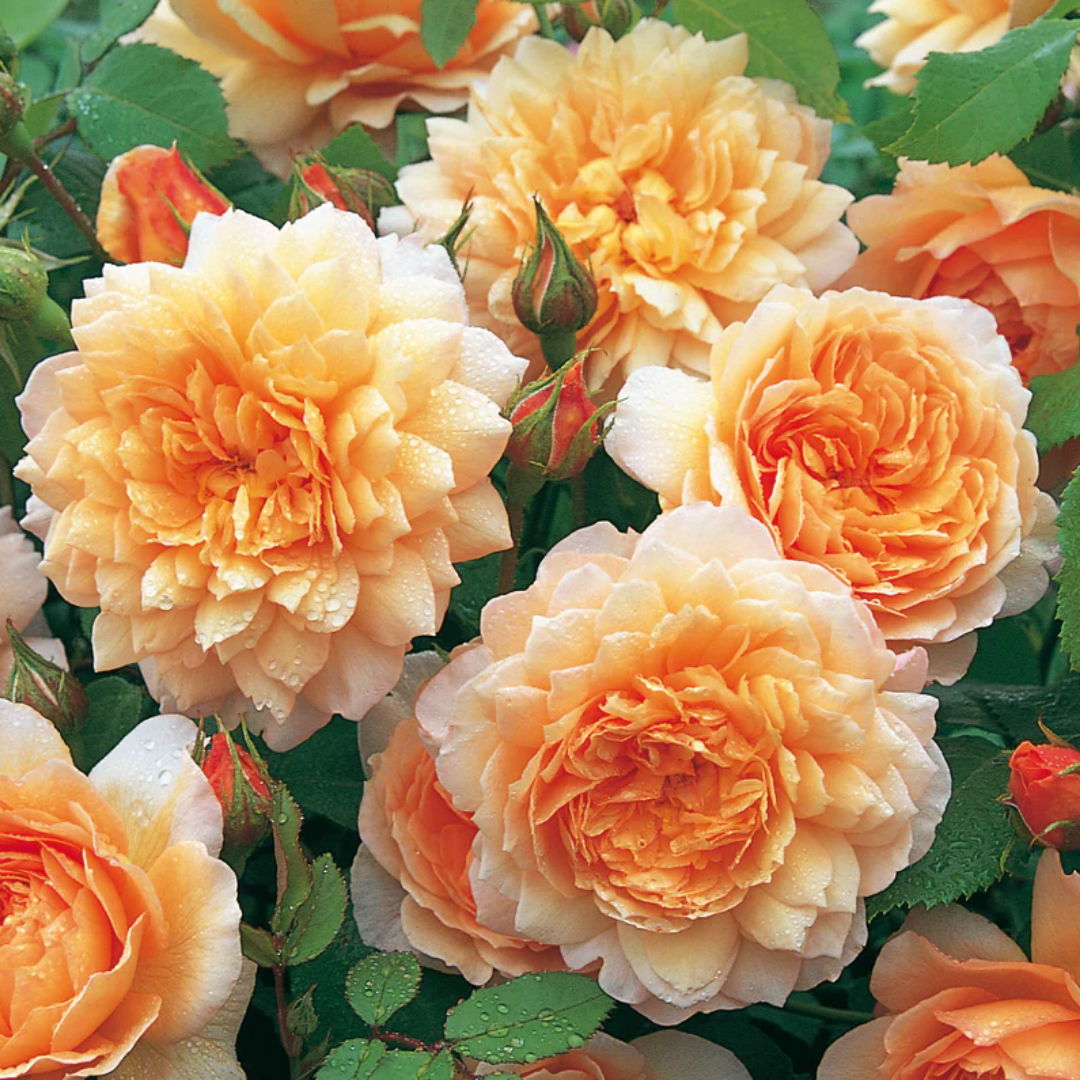 Rose - Grace - Hybrid Flower Plant