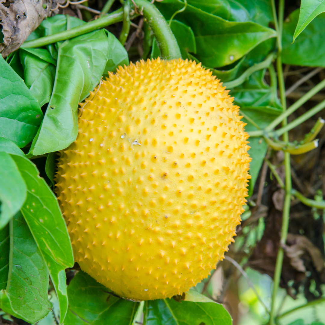 Gac Fruit - Golden - Fruit Seeds