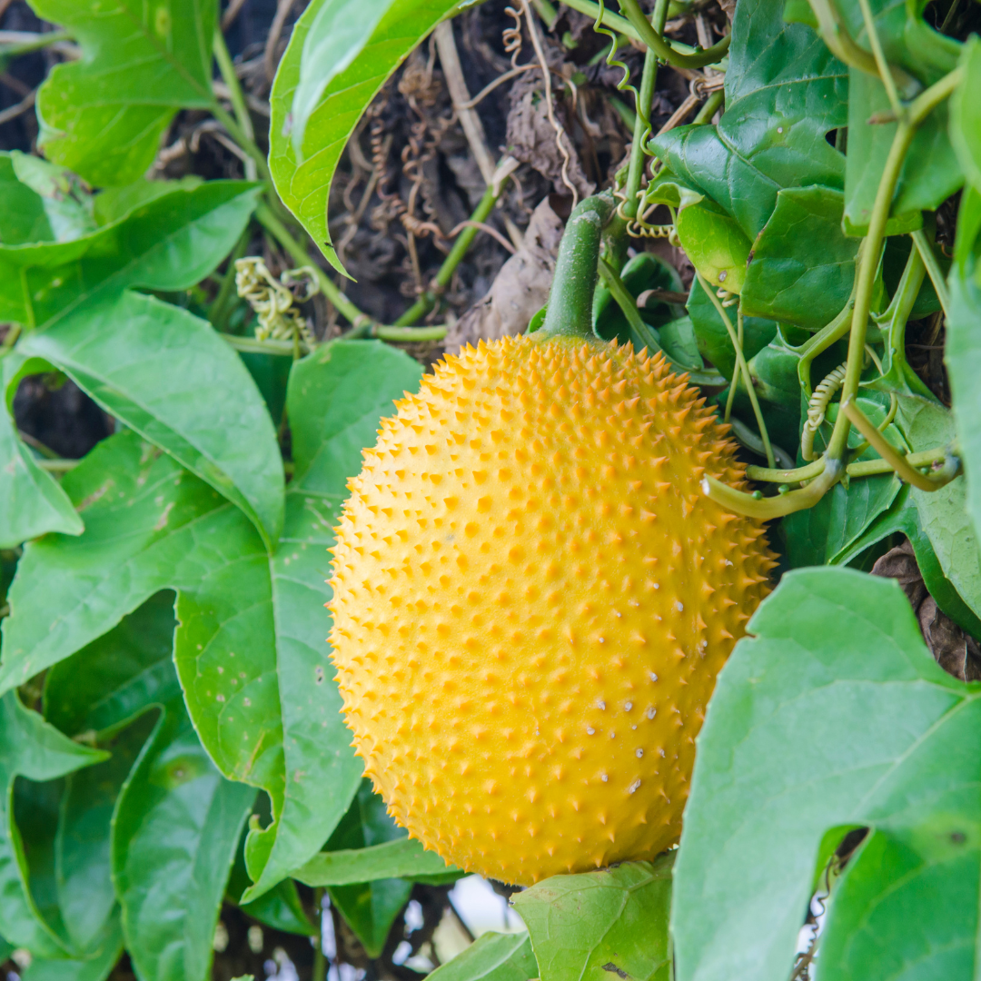 Gac Fruit - Golden - Fruit Seeds