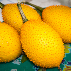 Gac Fruit - Golden - Fruit Seeds