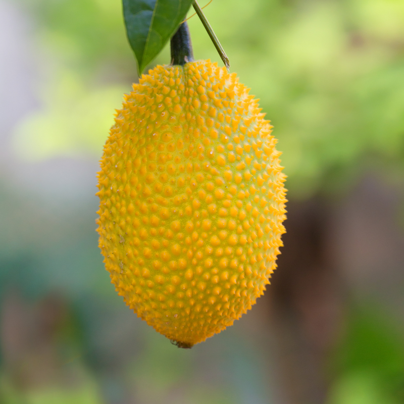 Gac Fruit - Golden - Fruit Seeds