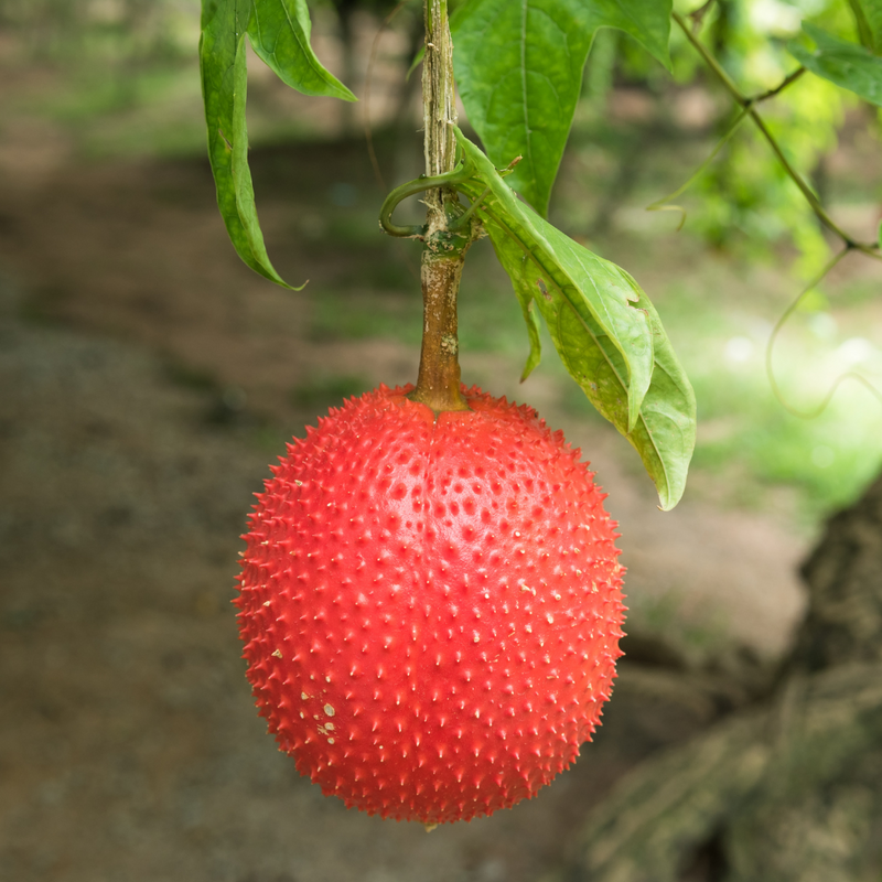 Gac Fruit - Red Hybrid - Fruit Seeds