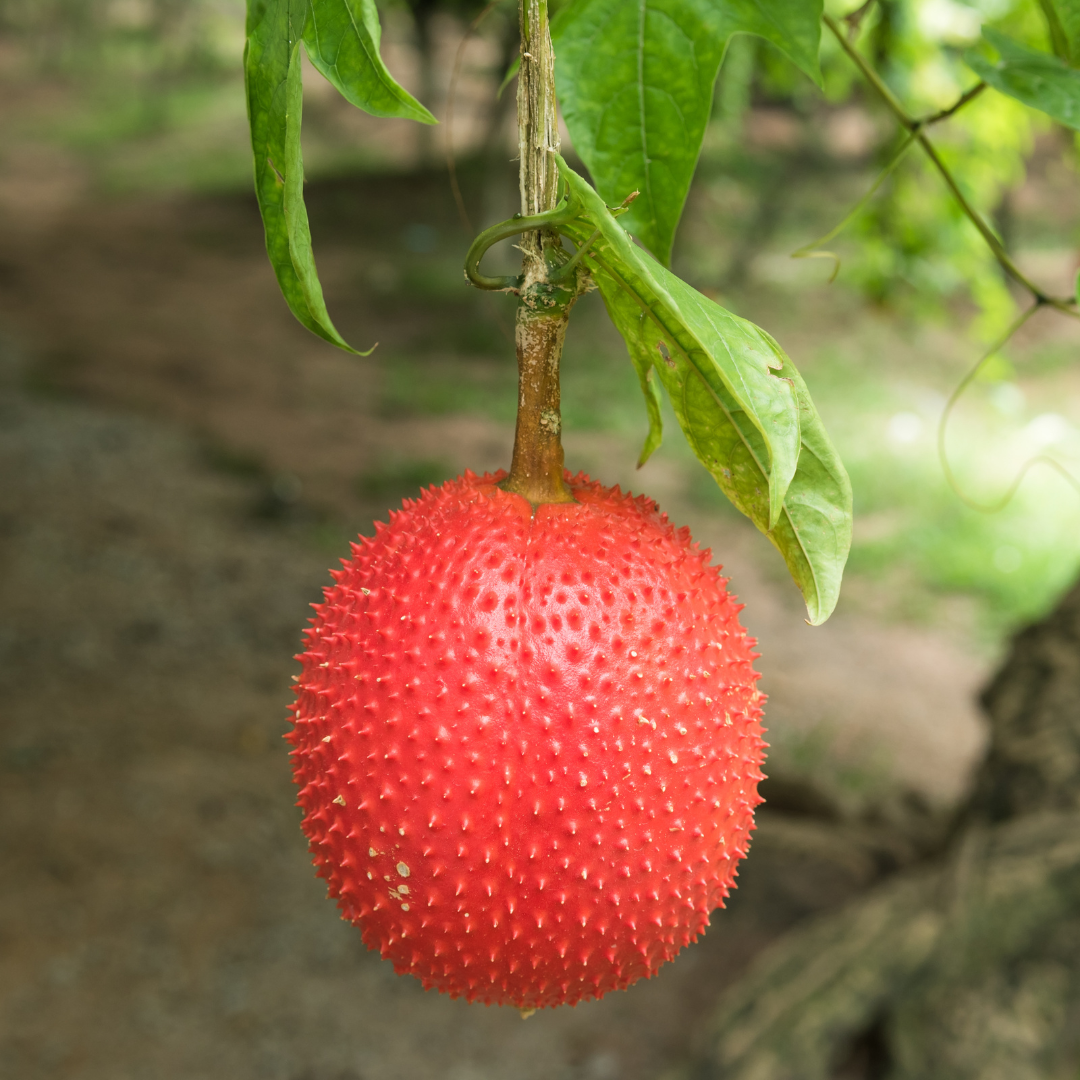 Gac Fruit - Red Hybrid - Fruit Seeds