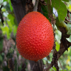 Gac Fruit - Red Hybrid - Fruit Seeds