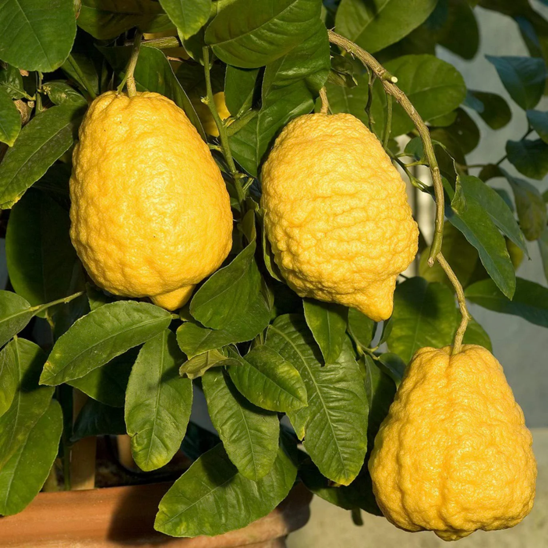 Lemon - Ganapathy Lemon - Citrus medica Fruit Plant