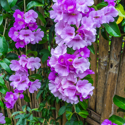 Garlic Vine - Mansoa alliacea - Climbing Flower Plant