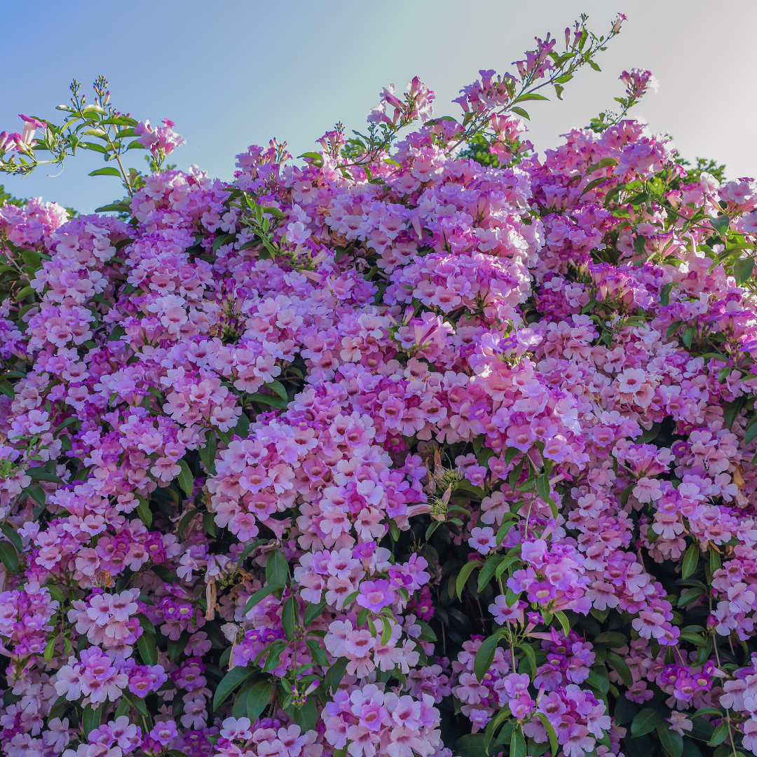 Garlic Vine - Mansoa alliacea - Climbing Flower Plant