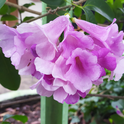 Garlic Vine - Mansoa alliacea - Climbing Flower Plant