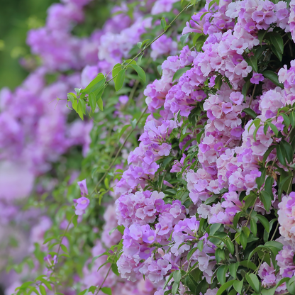 Garlic Vine - Mansoa alliacea - Climbing Flower Plant