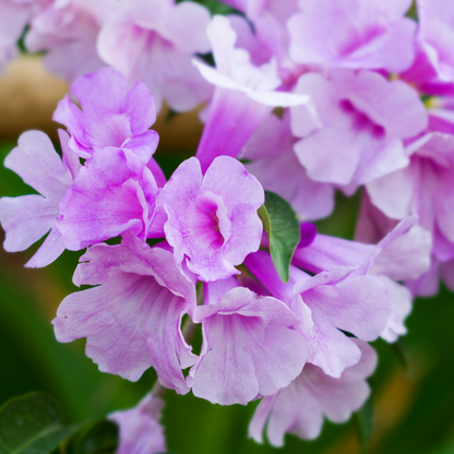 Garlic Vine - Mansoa alliacea - Climbing Flower Plant