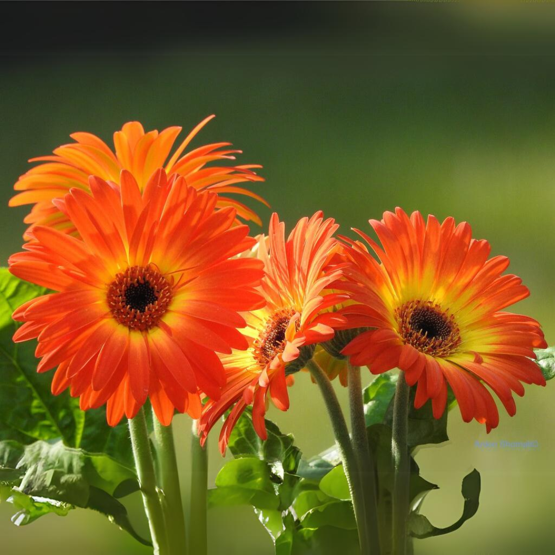 Gerbera - Red Flame - Hybrid Flower Plant