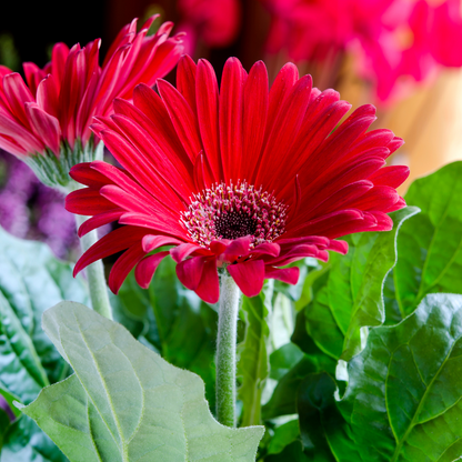 Gerbera - Red - Hybrid Flower Plant