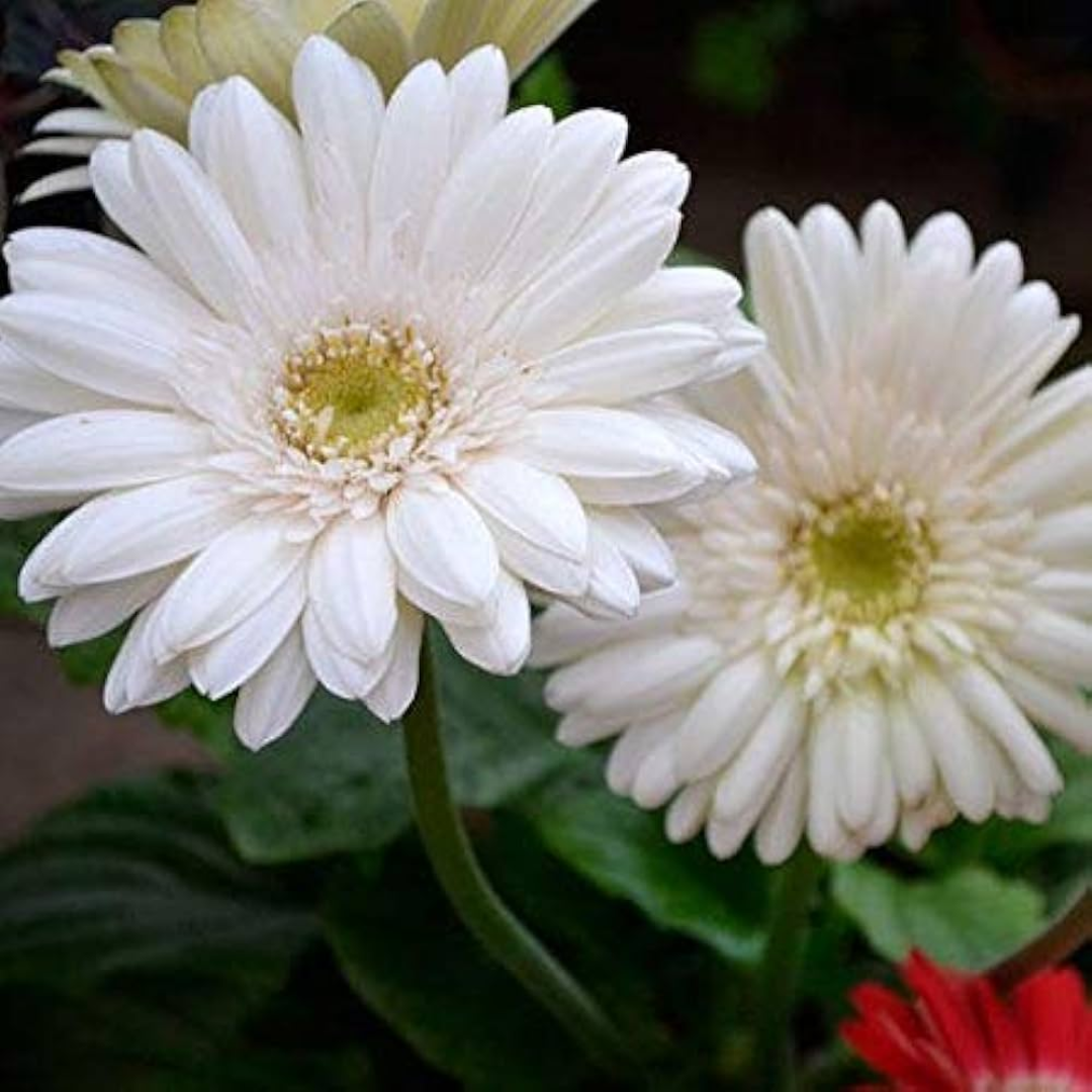 Gerbera - White - Hybrid Flower Plant