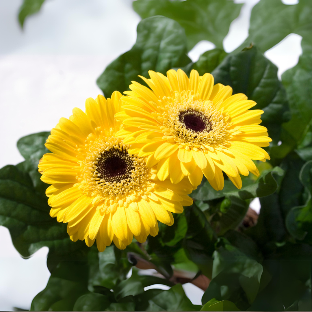 Gerbera - Yellow - Hybrid Flower Plant