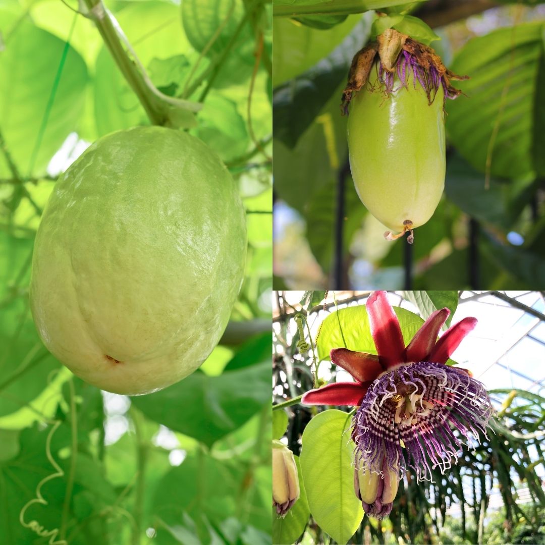 Giant Granadilla / Aakashavellari - Passiflora quadrangularis Fruit Plant