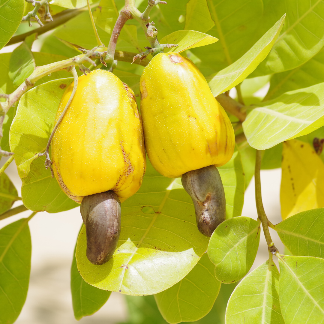 Cashew Apple - Golden - Anacardium occidentale Fruit Plant