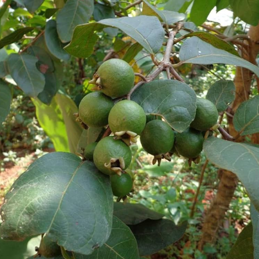 Grape Guava / Munthiri Pera - Fruit Plant