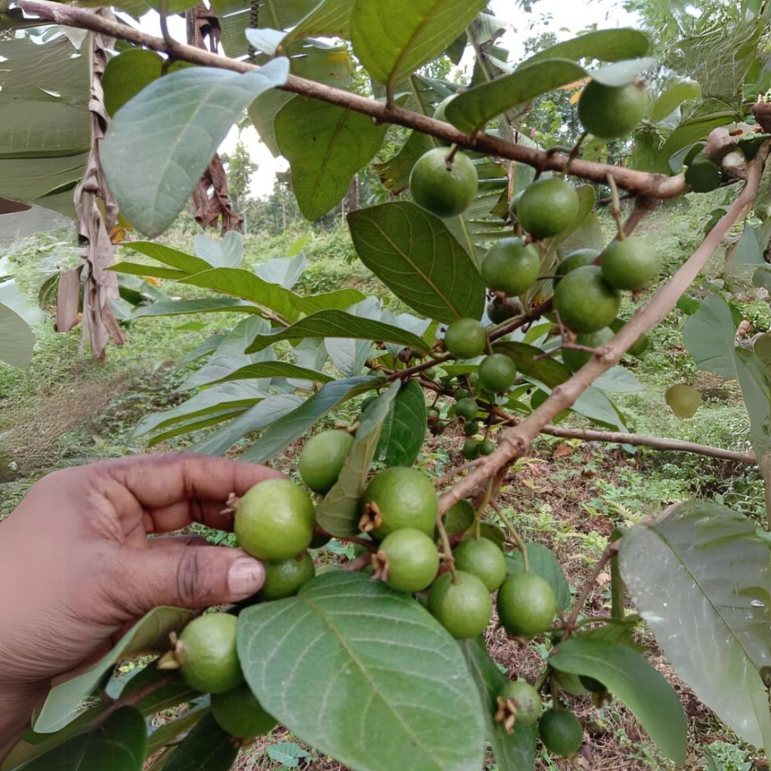 Grape Guava / Munthiri Pera - Fruit Plant