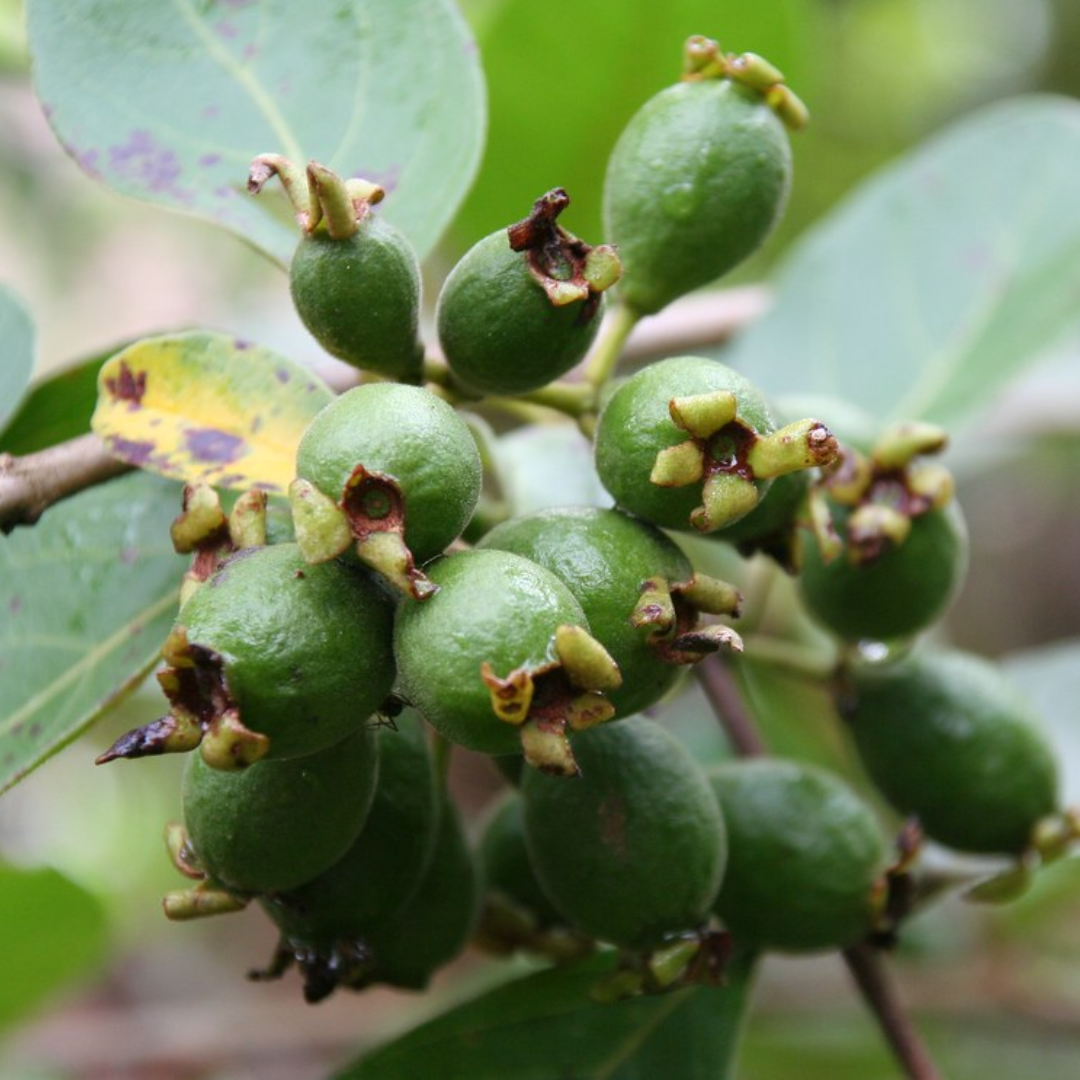 Grape Guava / Munthiri Pera - Fruit Plant