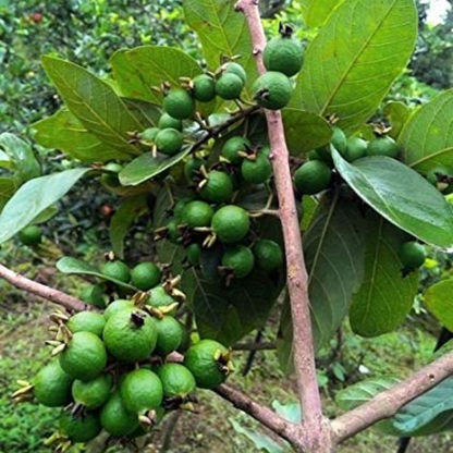 Grape Guava / Munthiri Pera - Fruit Plant