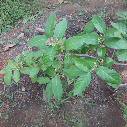 Grape Guava / Munthiri Pera - Fruit Plant