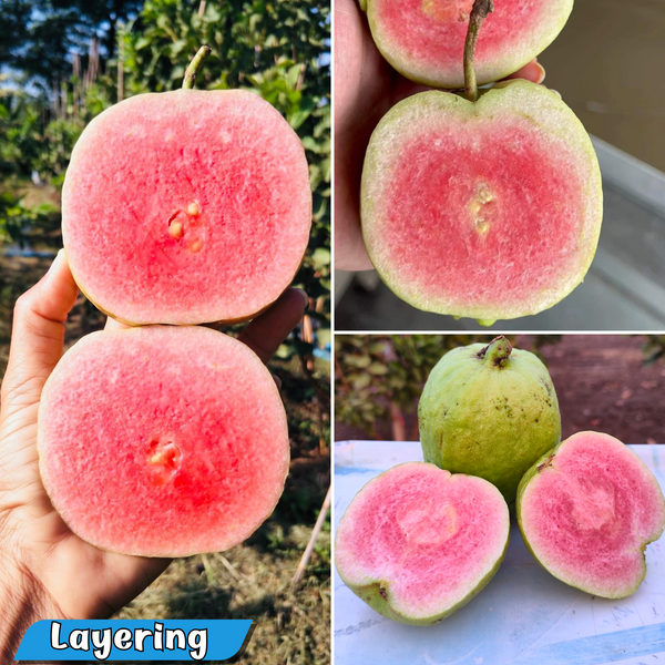 Guava - Japanese Red Diamond - Fruit Plant