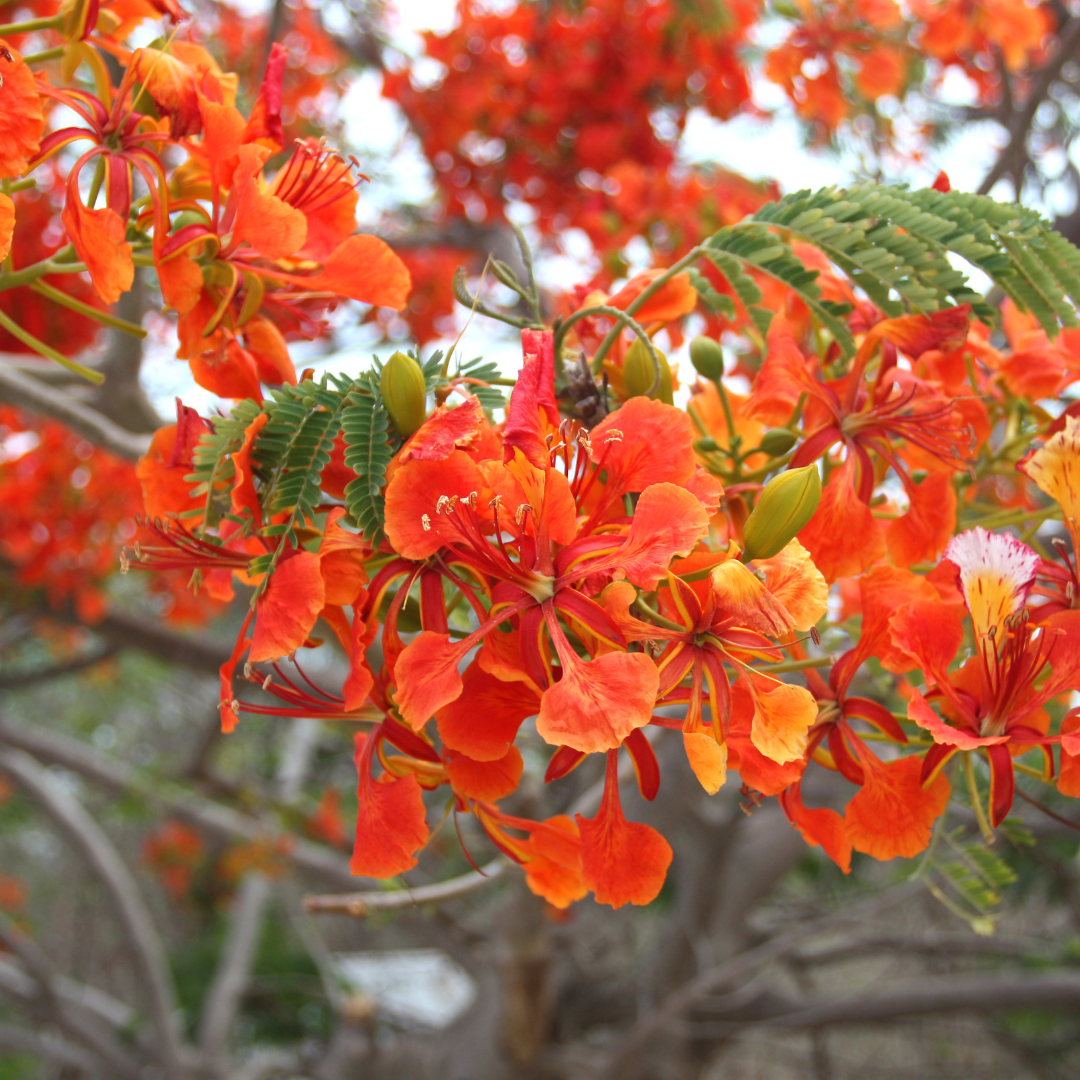 Gulmohar - Red - 10 Tree Seeds