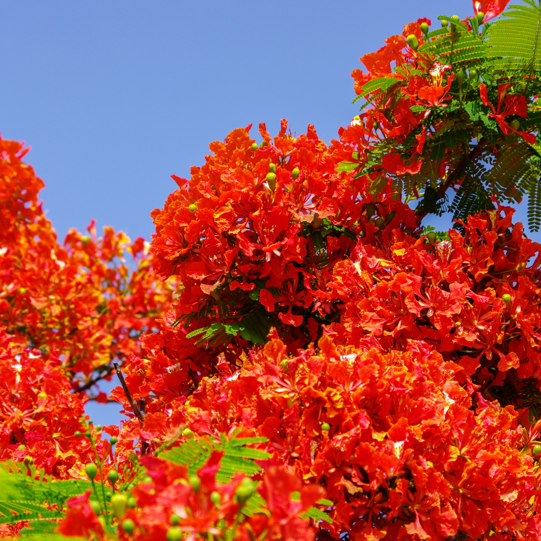 Gulmohar - Red - 10 Tree Seeds