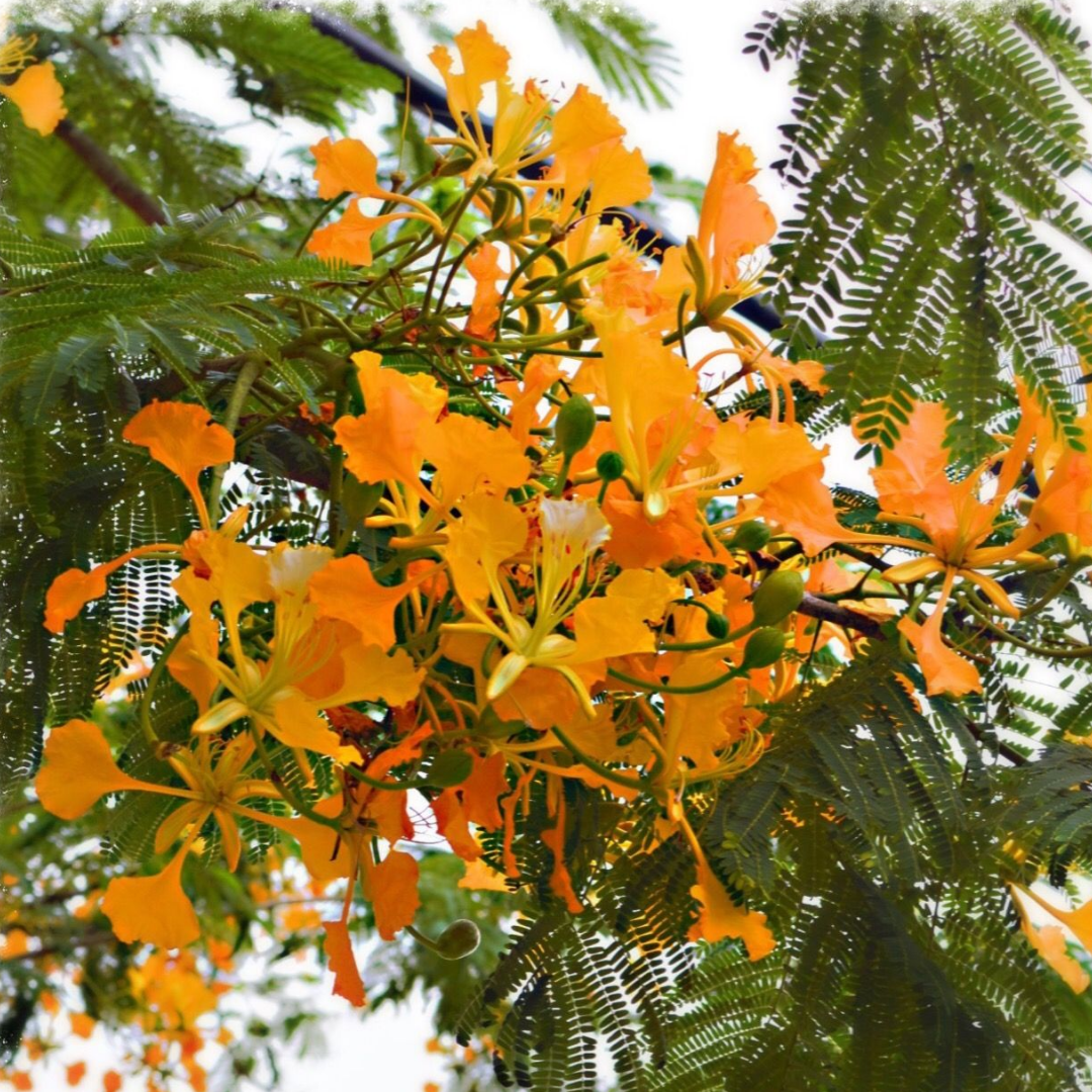 Gulmohar - Yellow - 10 Tree Seeds