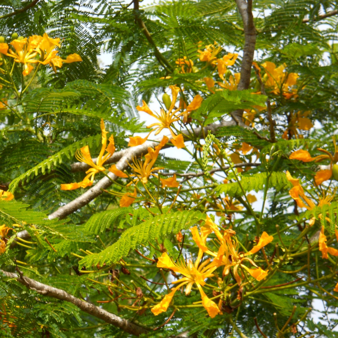 Gulmohar - Yellow - 10 Tree Seeds