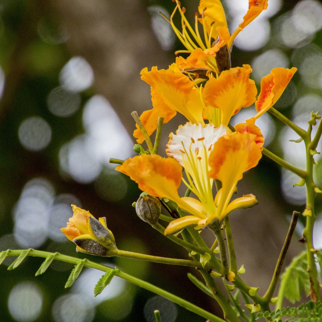 Gulmohar - Yellow - 10 Tree Seeds