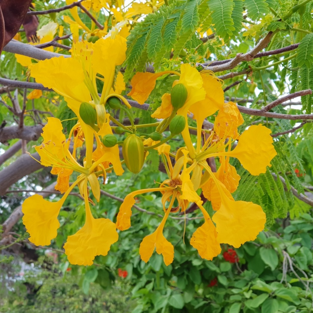 Gulmohar - Yellow - 10 Tree Seeds