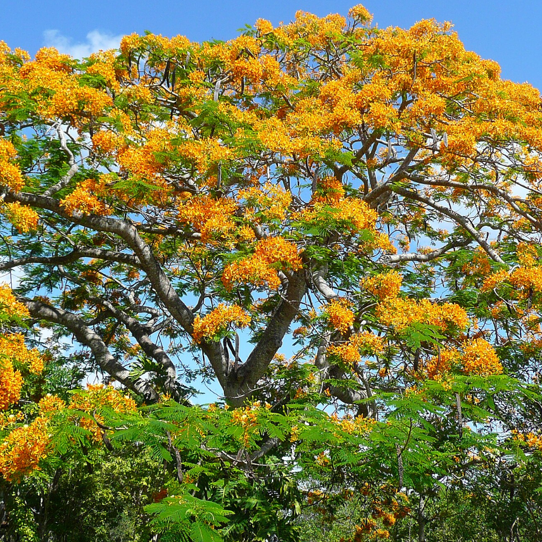 Gulmohar - Yellow - 10 Tree Seeds