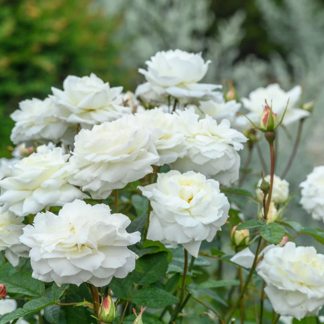 Rose - Heavenly Bloom - Hybrid Flower Plant