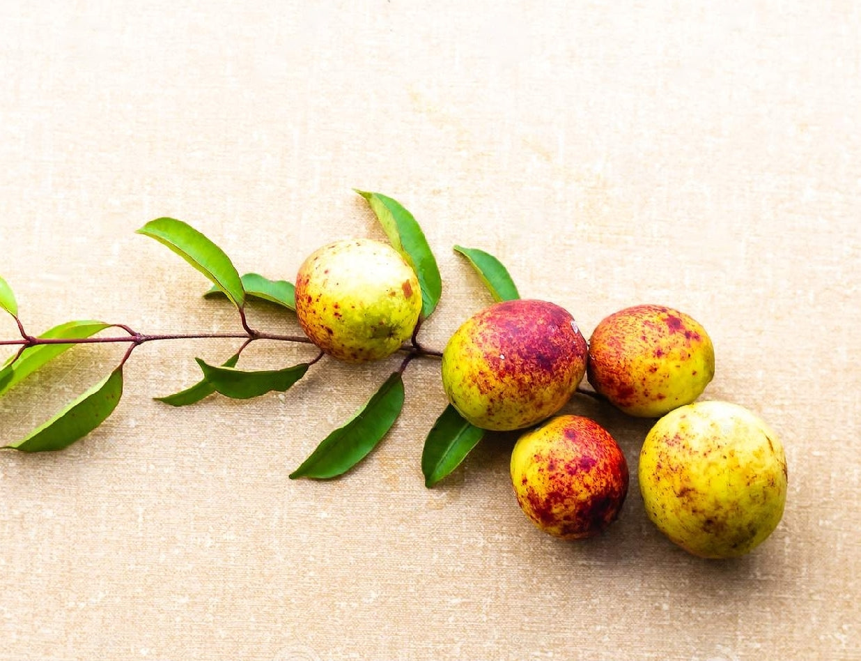 Mangaba (Hancornia Speciosa) Fruit Plant