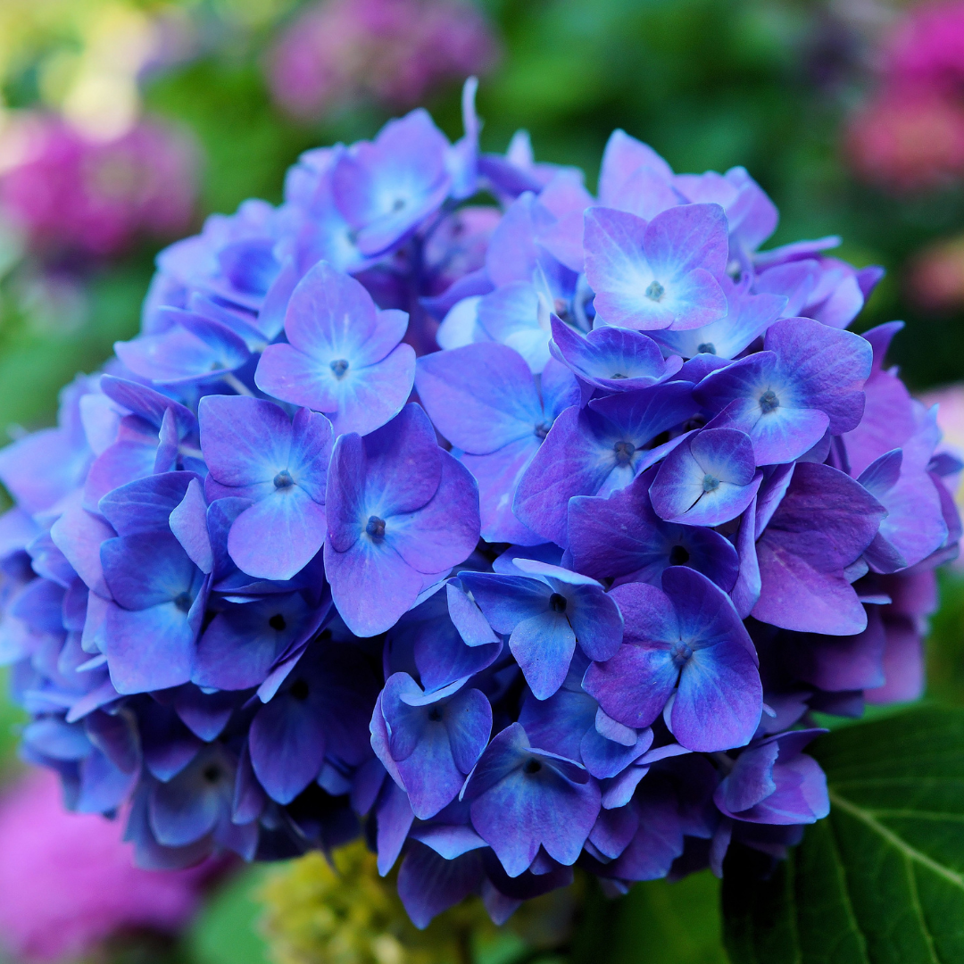 Hydrangea - Blue - Hybrid Flower Plant