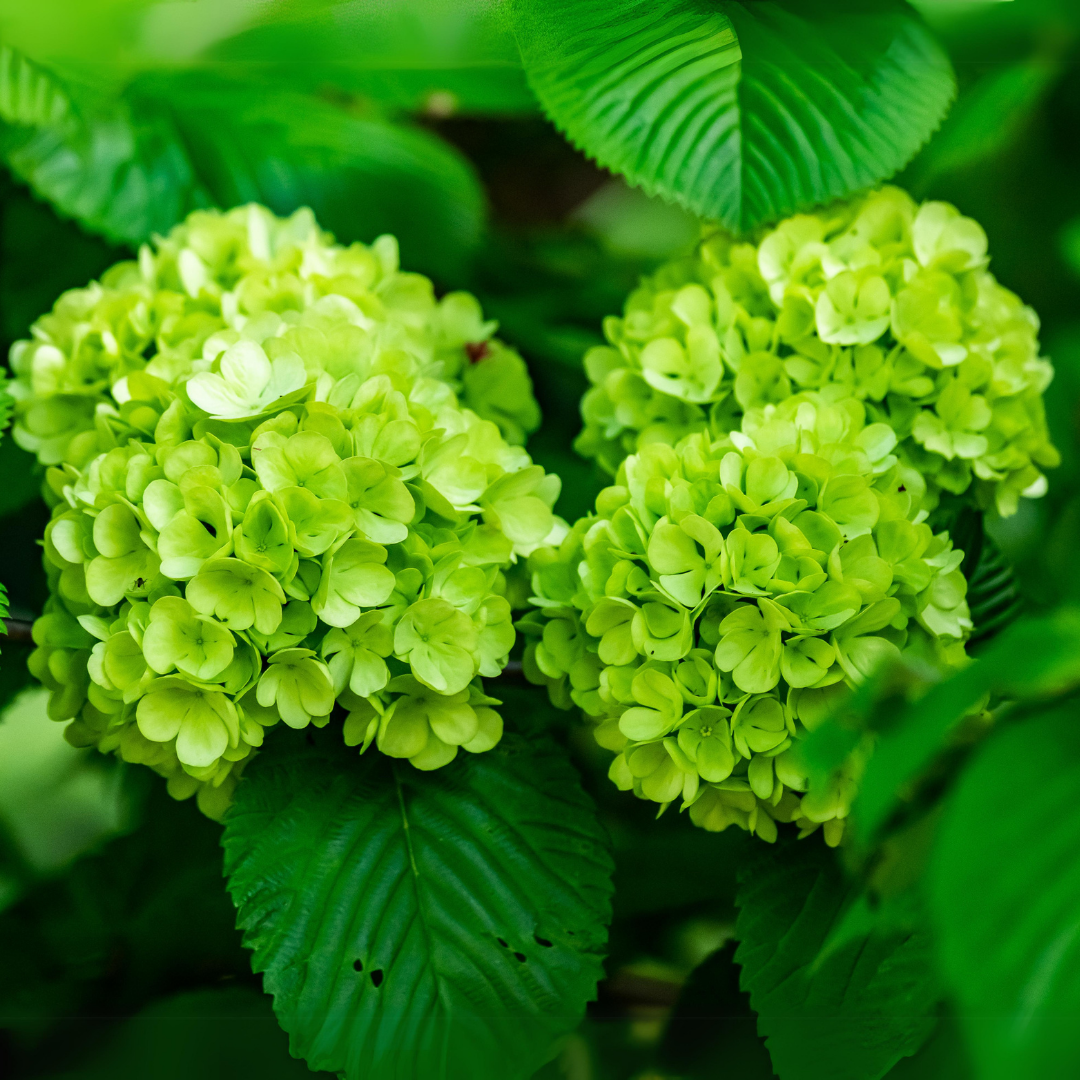 Hydrangea - Green - Hybrid Flower Plant