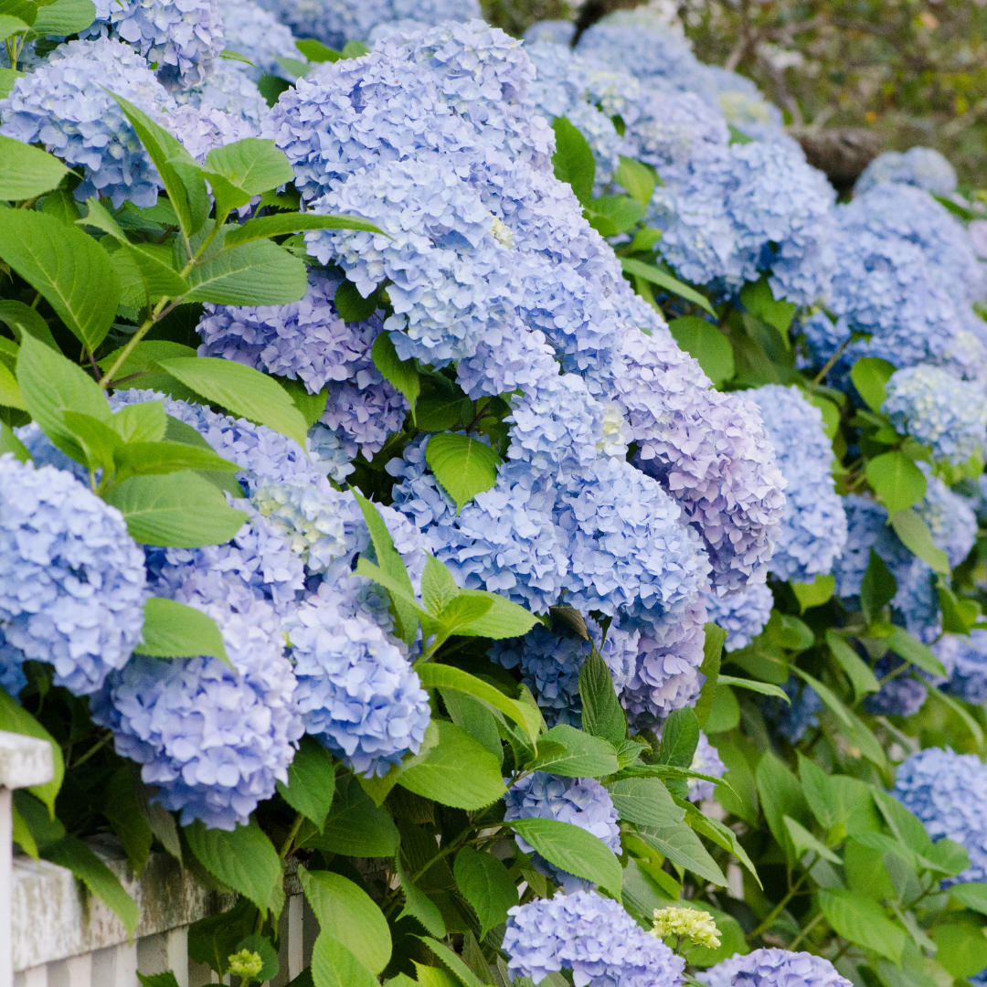 Hydrangea - Light Blue - Hybrid Flower Plant