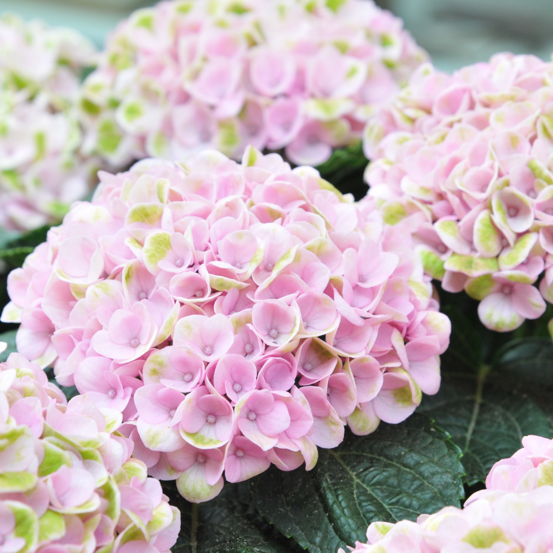 Hydrangea - Light Pink - Hybrid Flower Plant