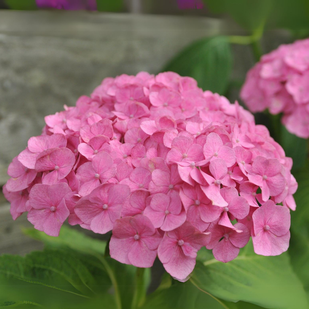 Hydrangea - Pink - Hybrid Flower Plant