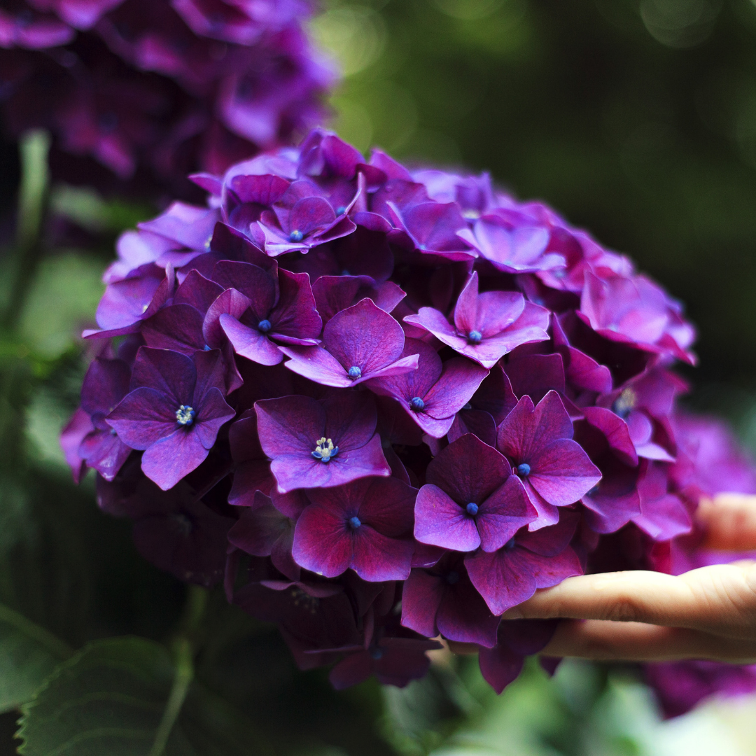 Hydrangea - Purple - Hybrid Flower Plant