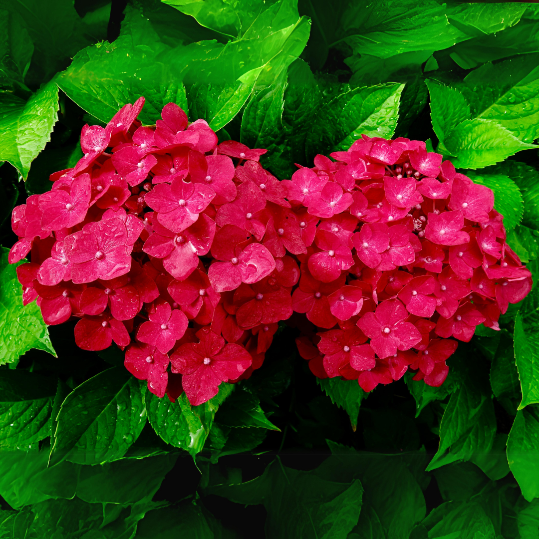 Hydrangea - Red - Hybrid Flower Plant