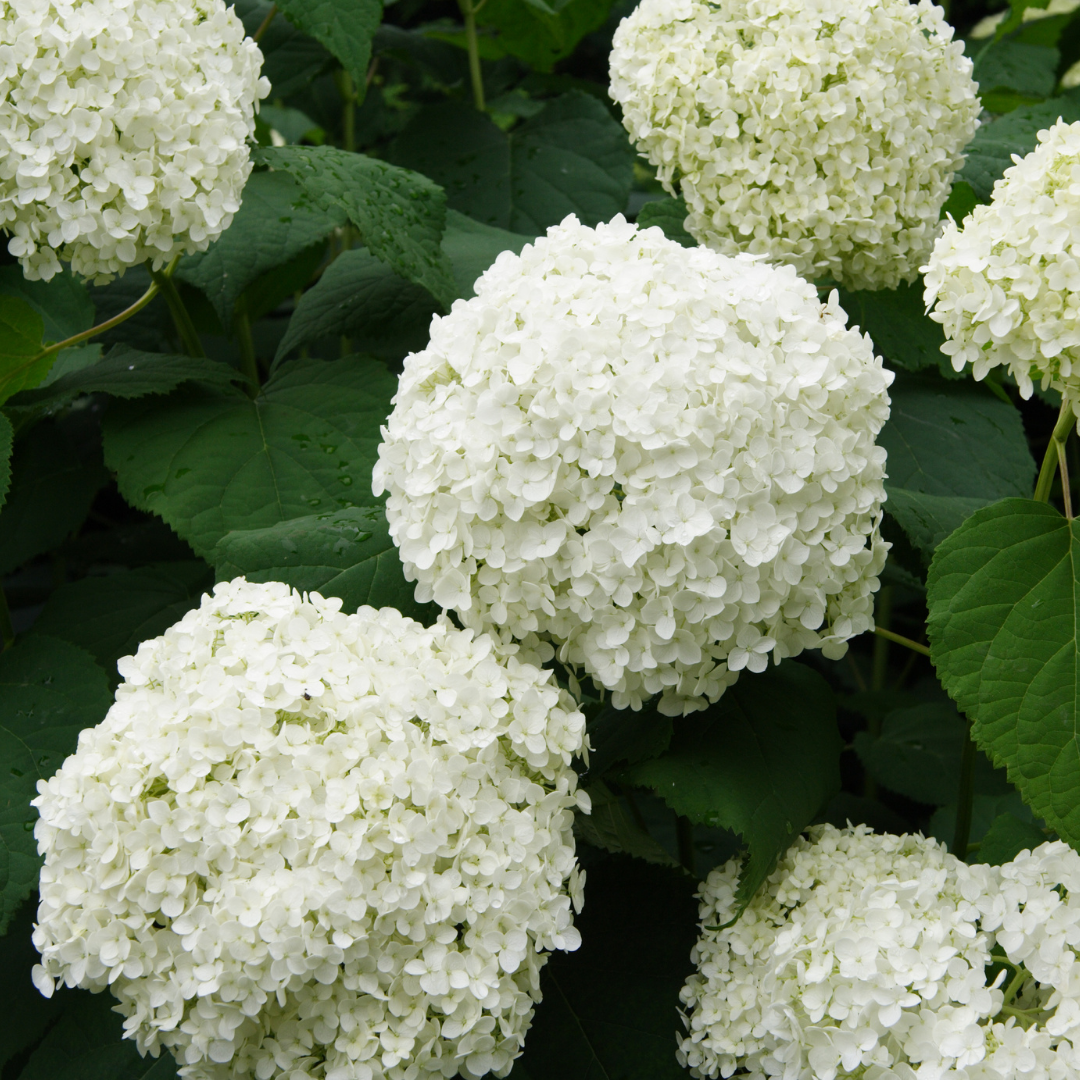 Hydrangea - White - Hybrid Flower Plant