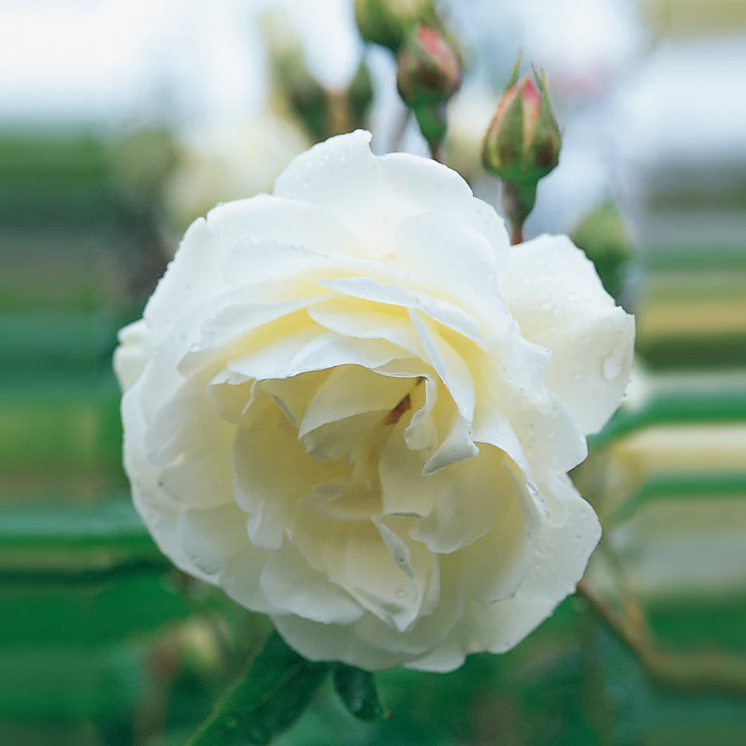 Rose - Iceberg - Hybrid Flower Plant