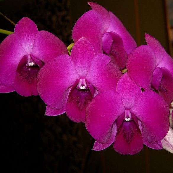 Dendrobium Orchid " Panjarat Pink " Plant