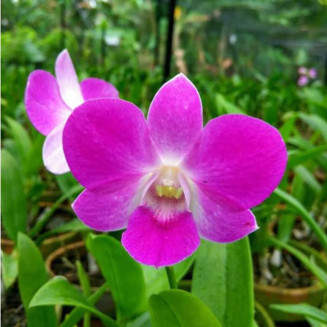 Dendrobium Orchid " Tanida Pink " Plant