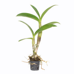 Dendrobium Orchid 