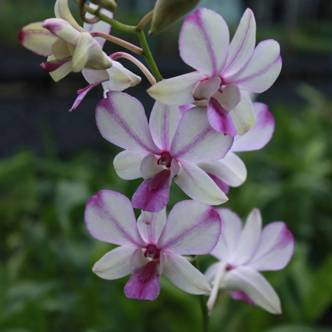 Dendrobium Orchid " Pop's Eye " Plant